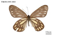 藏品(流星絹粉蝶)的圖片